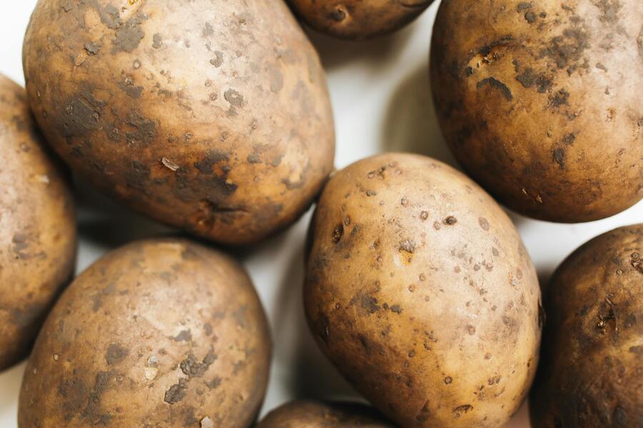 Odla potatis på gården för hög avkastning